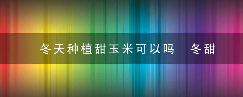 冬天种植甜玉米可以吗 冬甜玉米什么时候种